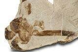 Limestone With Disarticulated Fossil Mosasaur Bones & Jaw #334635-3
